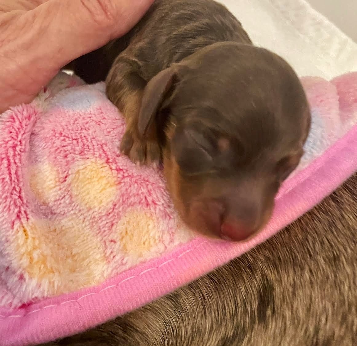 Winston — Chocolate and Tan Longhair miniature dachshund